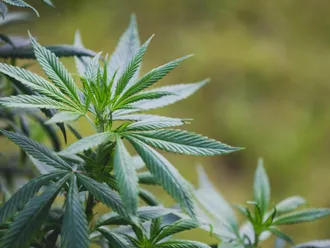 What are the Weed Shakes?
