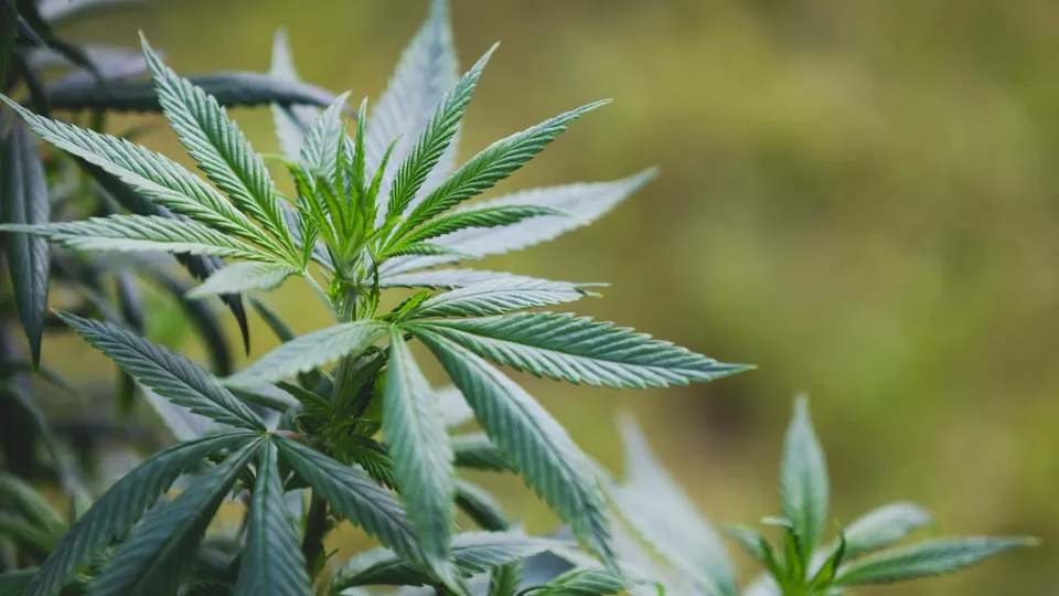 What are the Weed Shakes?