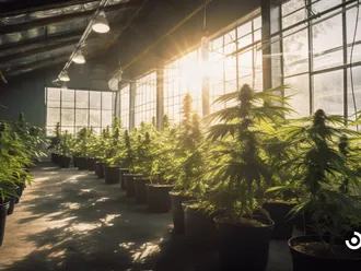 Understanding Cannabis Cultivation Laws: What You Need To Know