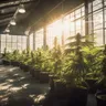 Understanding Cannabis Cultivation Laws: What You Need To Know