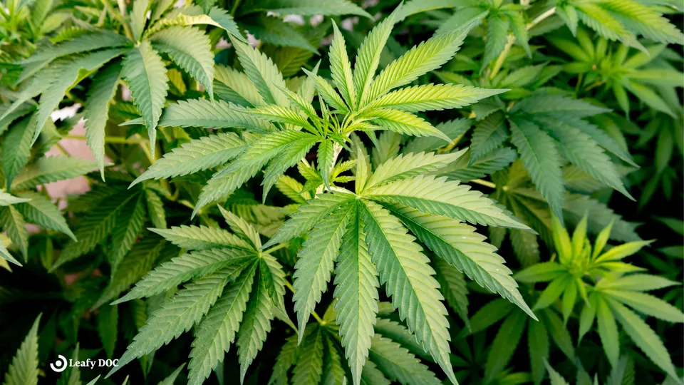 Medical Marijuana for Parkinson's Disease: Can it Help?