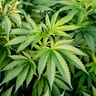 Medical Marijuana for Parkinson's Disease: Can it Help?