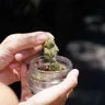 How Long Does Marijuana Stay in Your System