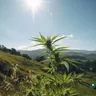 Navigating The Landscape: Understanding Medical Marijuana Regulations