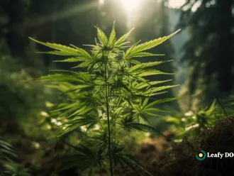 Cannabis Research Studies: Qualifying Conditions For Medical Marijuana