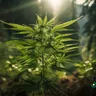 Cannabis Research Studies: Qualifying Conditions For Medical Marijuana