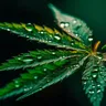 Exploring THC Vs CBD For Relaxation Effectiveness