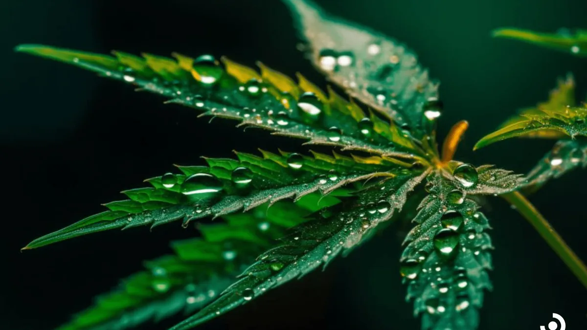 Exploring THC Vs CBD For Relaxation Effectiveness