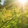 Exploring The Benefits Of Topicals For Cannabis Pain Relief