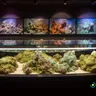 Explore The Variety Of Strains Available At Medical Marijuana Dispensaries In PA