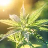 Optimizing Cannabis Retail With Delivery Services