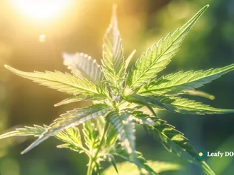 Optimizing Cannabis Retail With Delivery Services