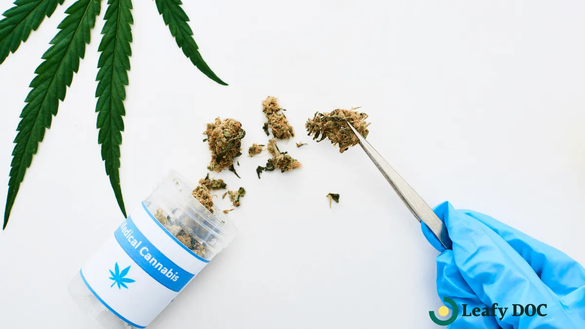 Complete Guide to Medical Cannabis Certification for Beginners