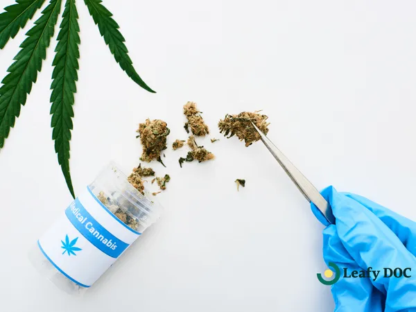 Complete Guide to Medical Cannabis Certification for Beginners