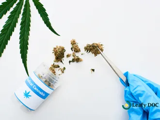 Complete Guide to Medical Cannabis Certification for Beginners