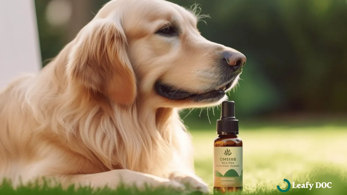 CBD For Pets: Exploring CBD Pet Products