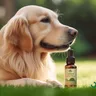 CBD For Pets: Exploring CBD Pet Products