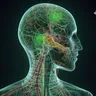 7 Things To Know About The Human Endocannabinoid System
