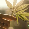 Understanding The Impact Of Cannabis Legalization: Insights And Analysis