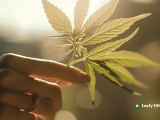 Understanding The Impact Of Cannabis Legalization: Insights And Analysis