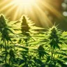 Analyzing The Ongoing Debate On Cannabis Legalization