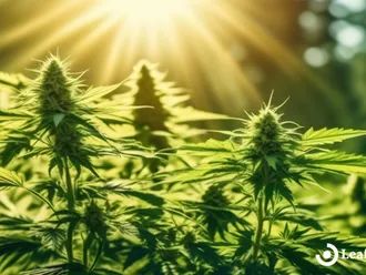Analyzing The Ongoing Debate On Cannabis Legalization