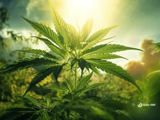 NCAA Committee Recommends Overhaul of Marijuana Policy for College Athletes