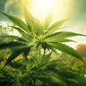 NCAA Committee Recommends Overhaul of Marijuana Policy for College Athletes