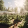 What Is The Best Outdoor Grow Setup For Cannabis?