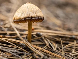 Colorado Voters Legalize Psychedelic Mushrooms