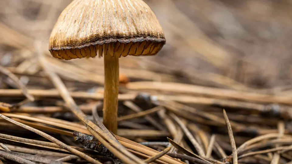 Colorado Voters Legalize Psychedelic Mushrooms
