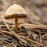 Colorado Voters Legalize Psychedelic Mushrooms