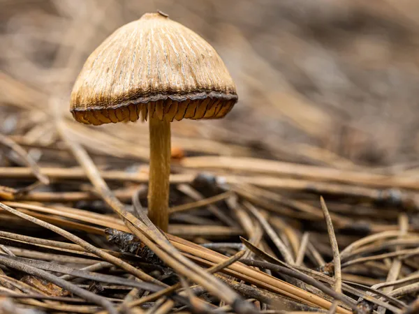 Colorado Voters Legalize Psychedelic Mushrooms