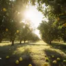 What Are The Effects Of The Limonene Terpene?