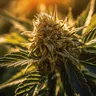 Medical Marijuana Strains For Appetite Stimulation: Boosting Your Appetite Naturally