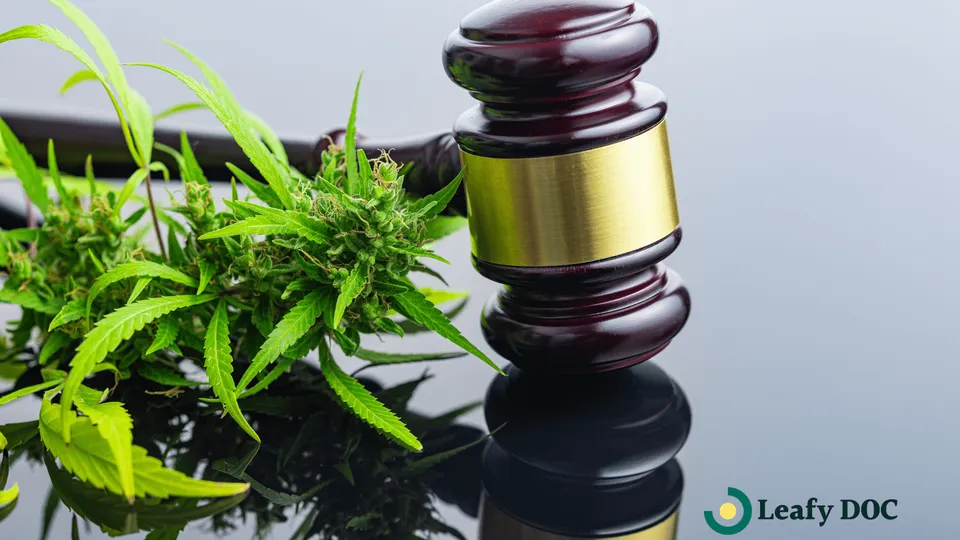 The Future of Medicinal Use: Insights into 2025 Cannabis Policy Reform Legislation