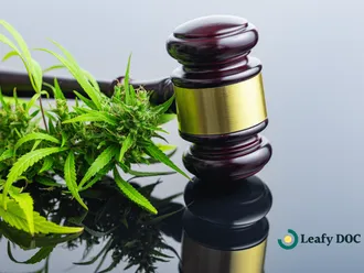 The Future of Medicinal Use: Insights into 2025 Cannabis Policy Reform Legislation