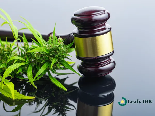 The Future of Medicinal Use: Insights into 2025 Cannabis Policy Reform Legislation