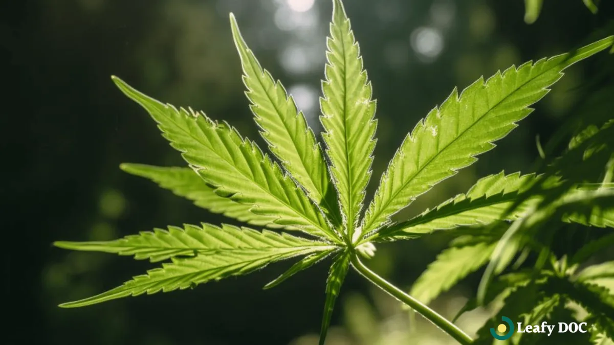 Enhance Your Meditation Practice With Cannabis