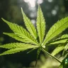 Enhance Your Meditation Practice With Cannabis