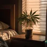 Using Cannabis As A Sleep Aid