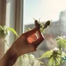 Boost Your Workout With Energizing Cannabis Strains