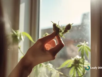 Boost Your Workout With Energizing Cannabis Strains