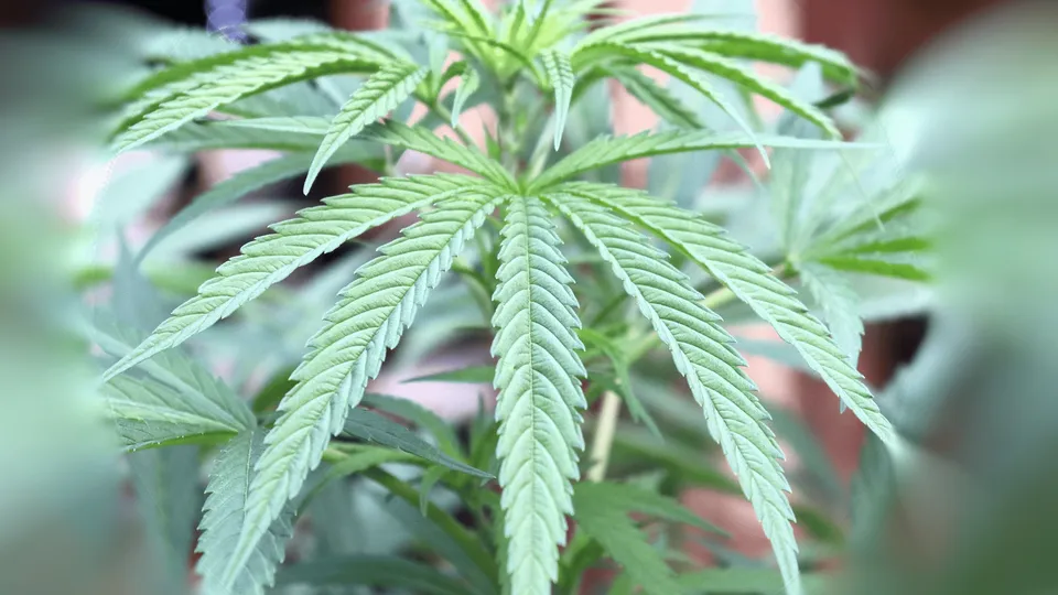 Does Weed Help with Anxiety?