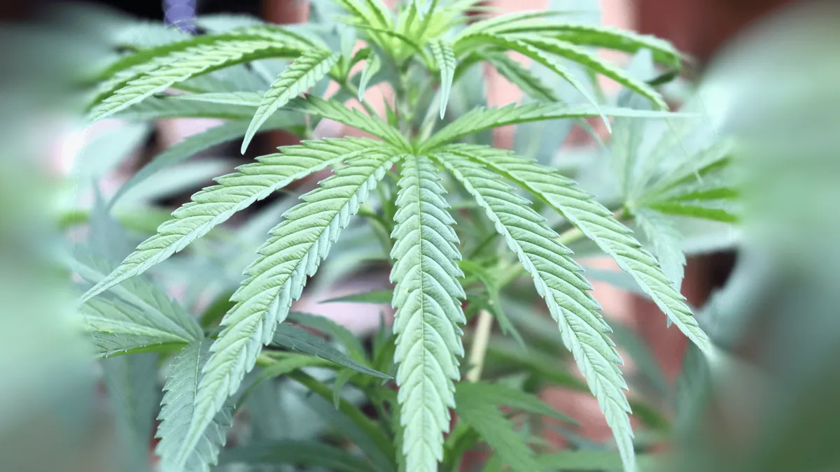 Does Weed Help with Anxiety?
