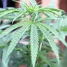 Does Weed Help with Anxiety?
