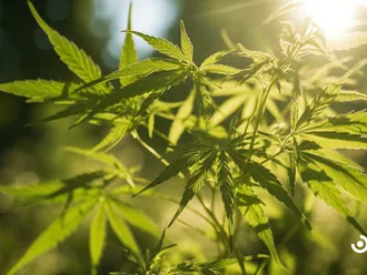 The Psychotropic Effects Of Medical Marijuana Explained