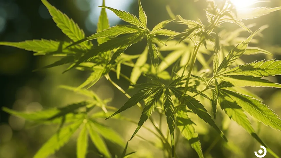 The Psychotropic Effects Of Medical Marijuana Explained