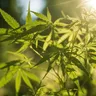 The Psychotropic Effects Of Medical Marijuana Explained