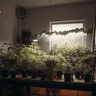 A Medical Marijuana Cardholder's Guide To Grow Healthy Weed